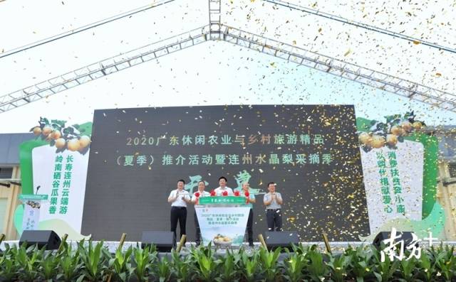 連州水晶梨采摘季正式開啟。梁素雅 攝