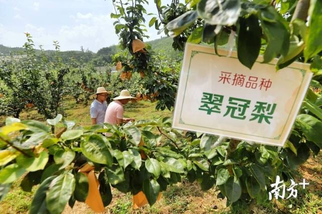 走進(jìn)果場采摘水晶梨。梁素雅 攝