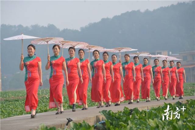 菜心旗袍秀。張曉欣 攝