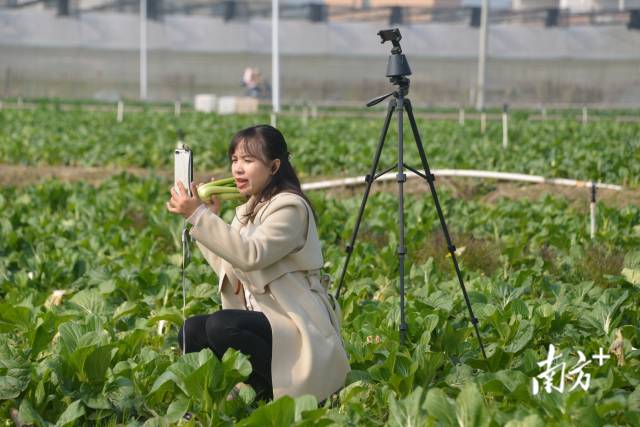 主播介紹連州菜心。張曉欣 攝
