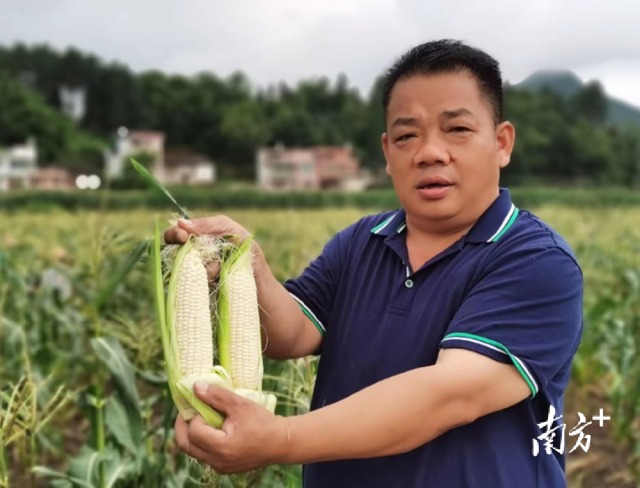 四聯(lián)村試點(diǎn)種植水果玉米，走特色產(chǎn)業(yè)發(fā)展道路。