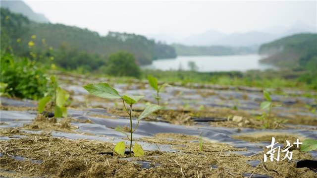 迎風(fēng)搖曳、綠意盎然的五指毛桃種苗。