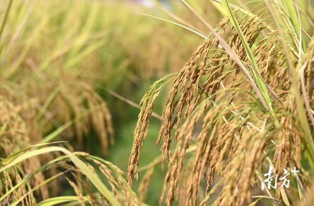 保安鎮(zhèn)建成800畝富硒絲苗米基地和1100畝富硒香芋種植區(qū)，帶動村民增收。黃津 攝