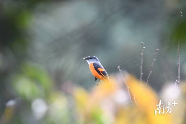 灰喉山椒鳥。伍國儀 攝