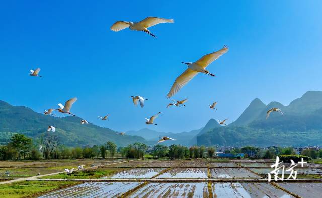 藍天精靈在青山綠水間自由翱翔。羅敏 攝