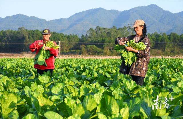 連州菜心。黃津 攝