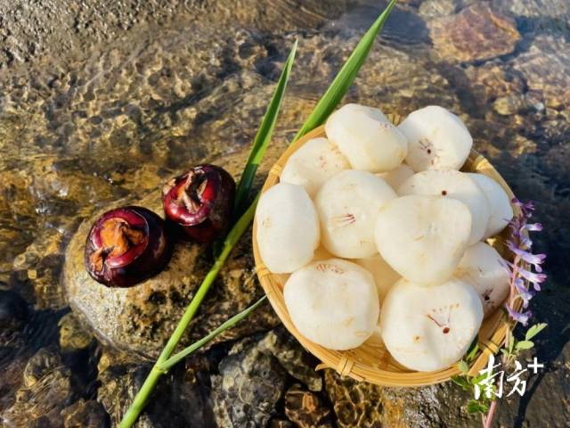 清甜無(wú)渣的大富頭村馬蹄。