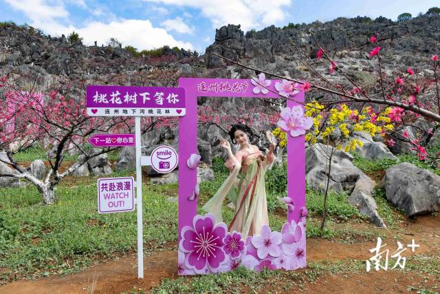 連州正以滿山桃色，向八方游客發(fā)出春日邀請。愛地旅游 供圖