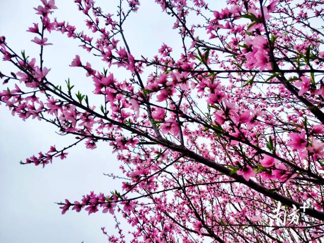 連片的桃花綴滿枝頭，成為連州鄉(xiāng)村最動(dòng)人的底色。黃瀅 攝