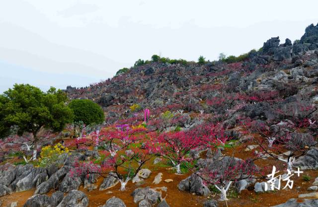 東陂鎮(zhèn)大洞村石林桃花園內(nèi)層層疊疊的桃花。愛地旅游 供圖