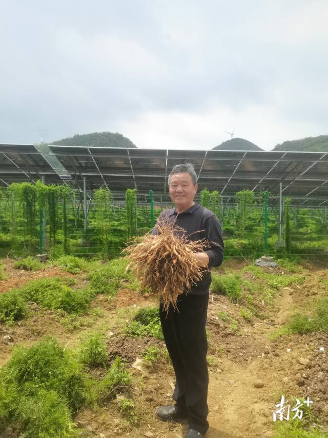 西江鎮(zhèn)以“農(nóng)光互補(bǔ)”模式盤活土地資源，實(shí)現(xiàn)清潔能源開發(fā)與特色農(nóng)業(yè)發(fā)展雙向賦能。西江鎮(zhèn)供圖